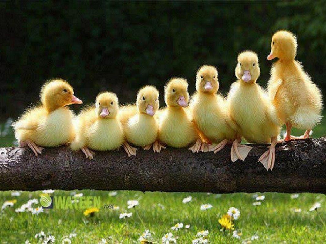 Baby Duck Wallpapers Wallpapers 1066×800 Duck Wallpapers