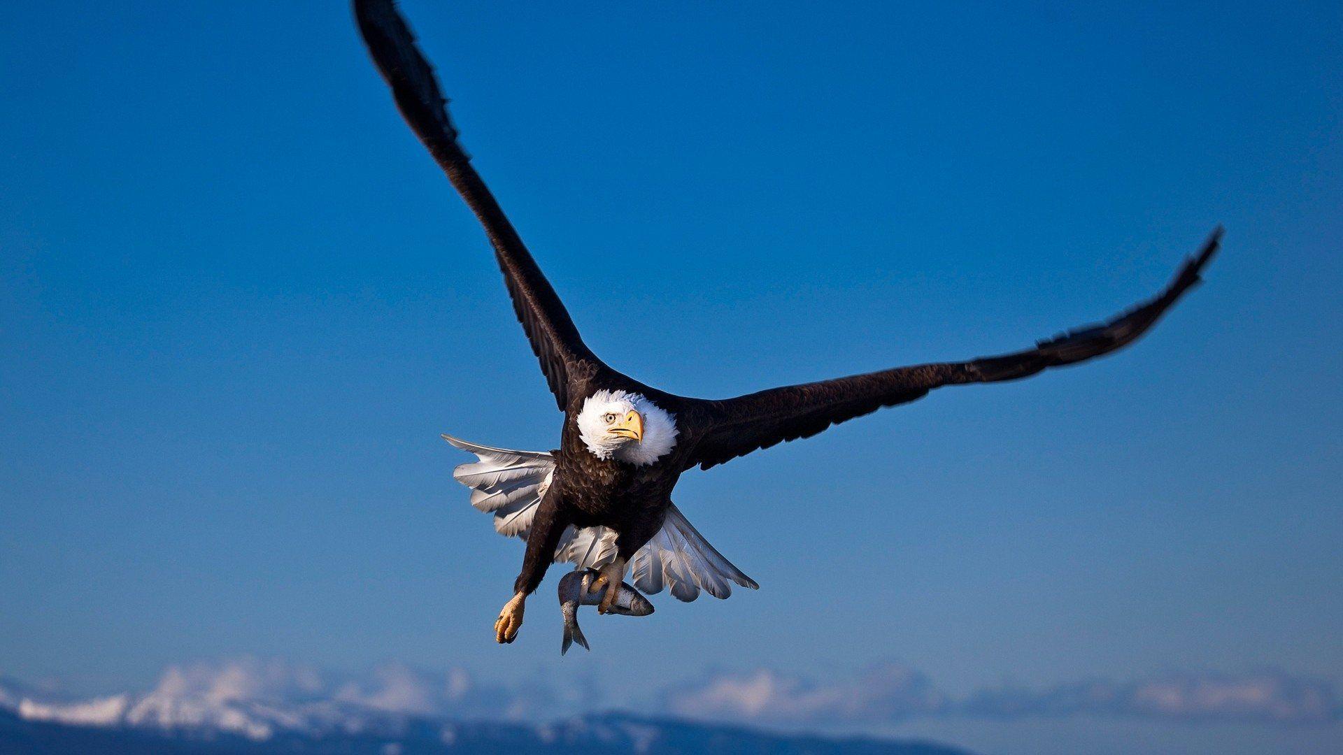 Animals For > American Eagle Hd Wallpapers