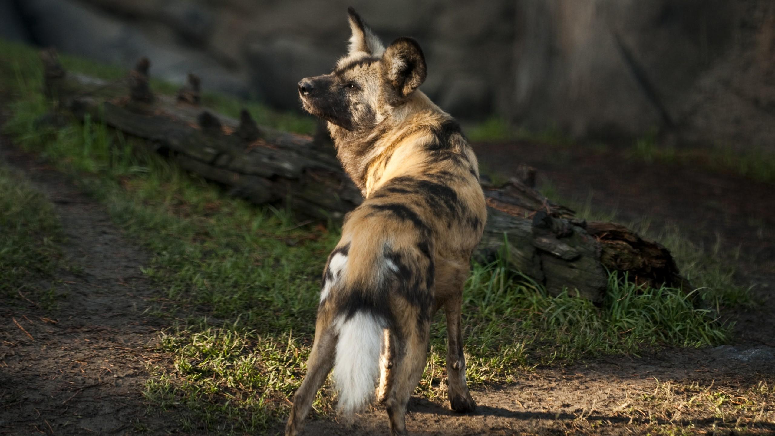 Wallpapers Wild dog, African wild dog, sun, sunny day