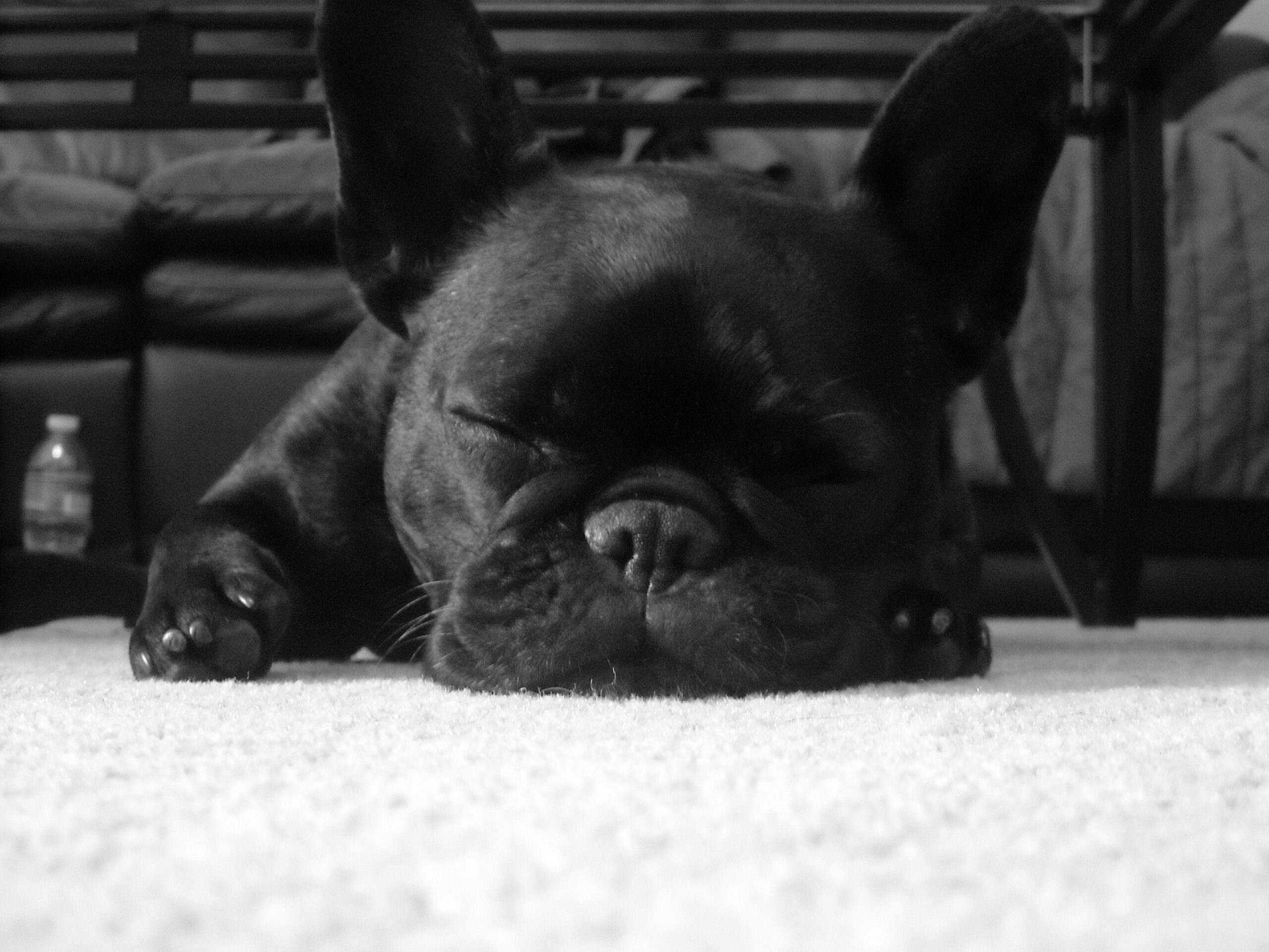 61 French Bulldog HD Wallpapers