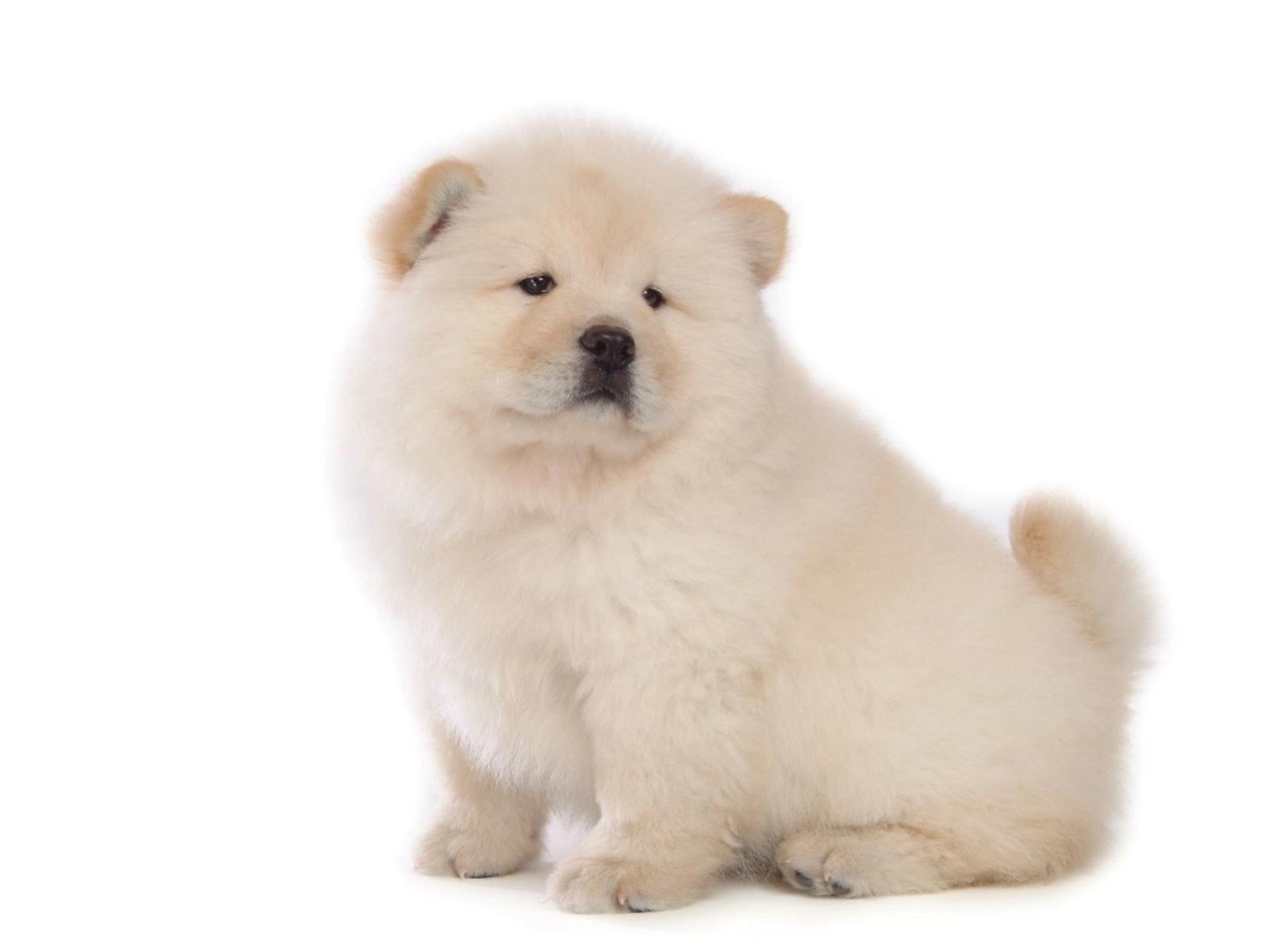 Chow Chow HD Wallpapers