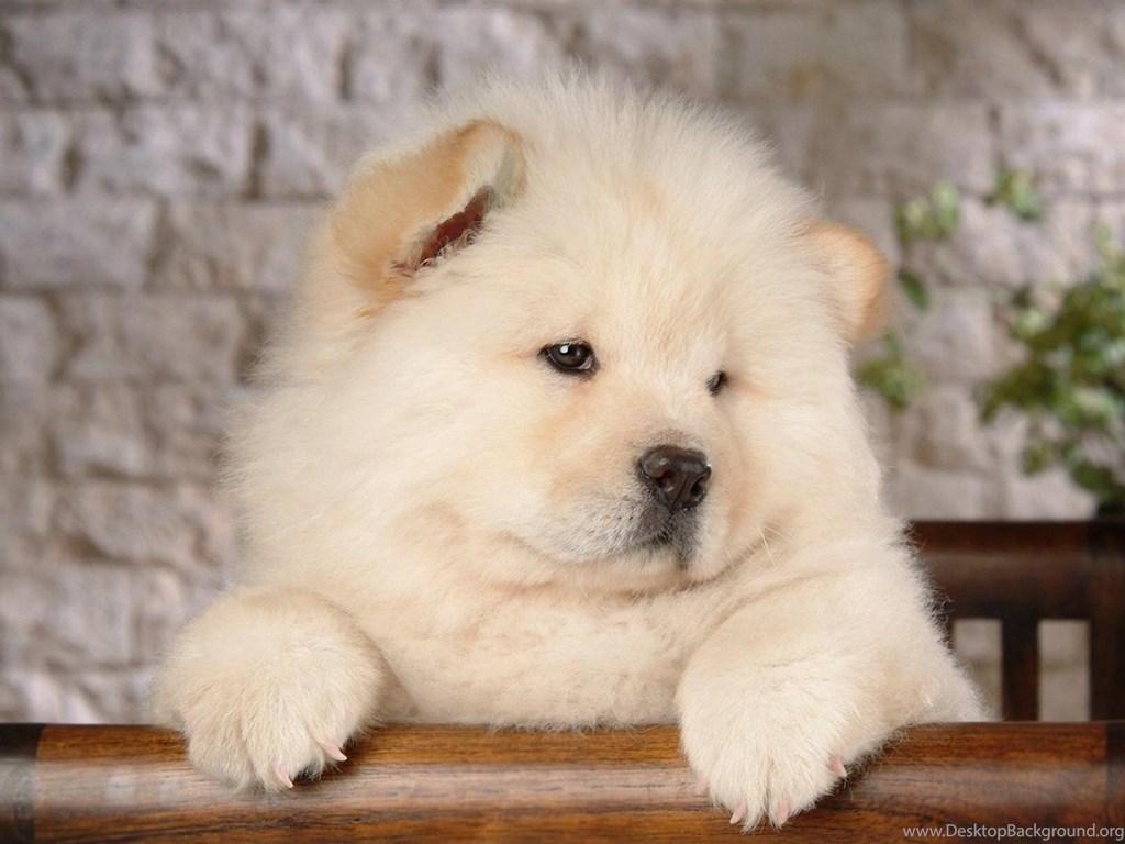 Chow Chow Android Wallpapers Desktop Backgrounds