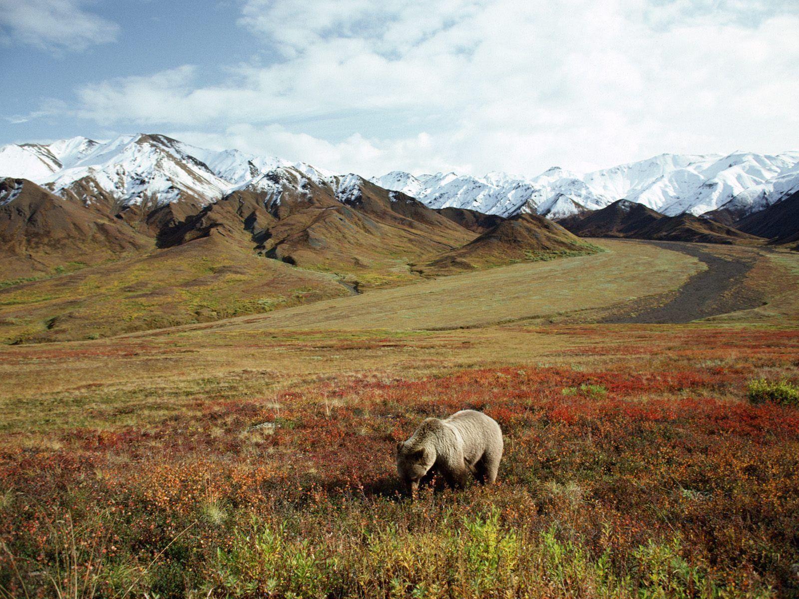 Los osos Grizzly Bear Wallpapers Animales