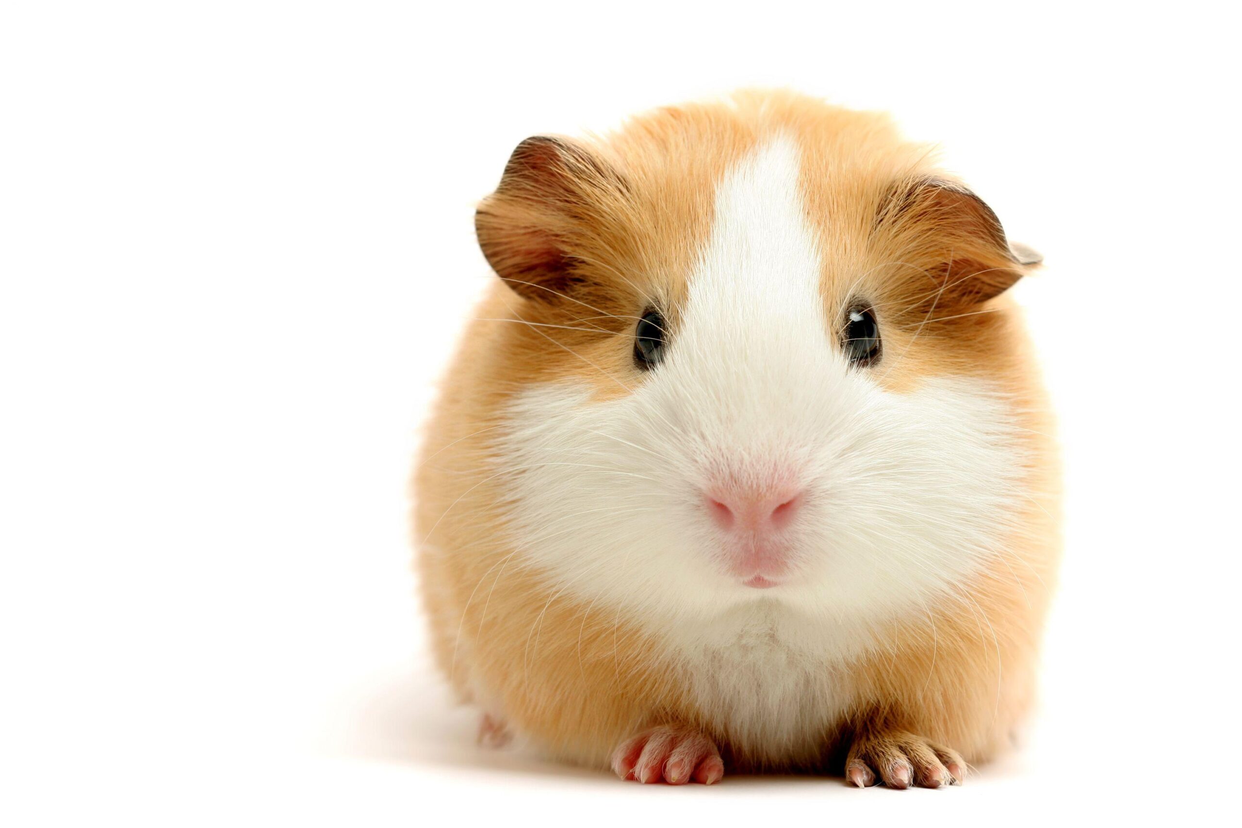 55 Guinea Pig HD Wallpapers