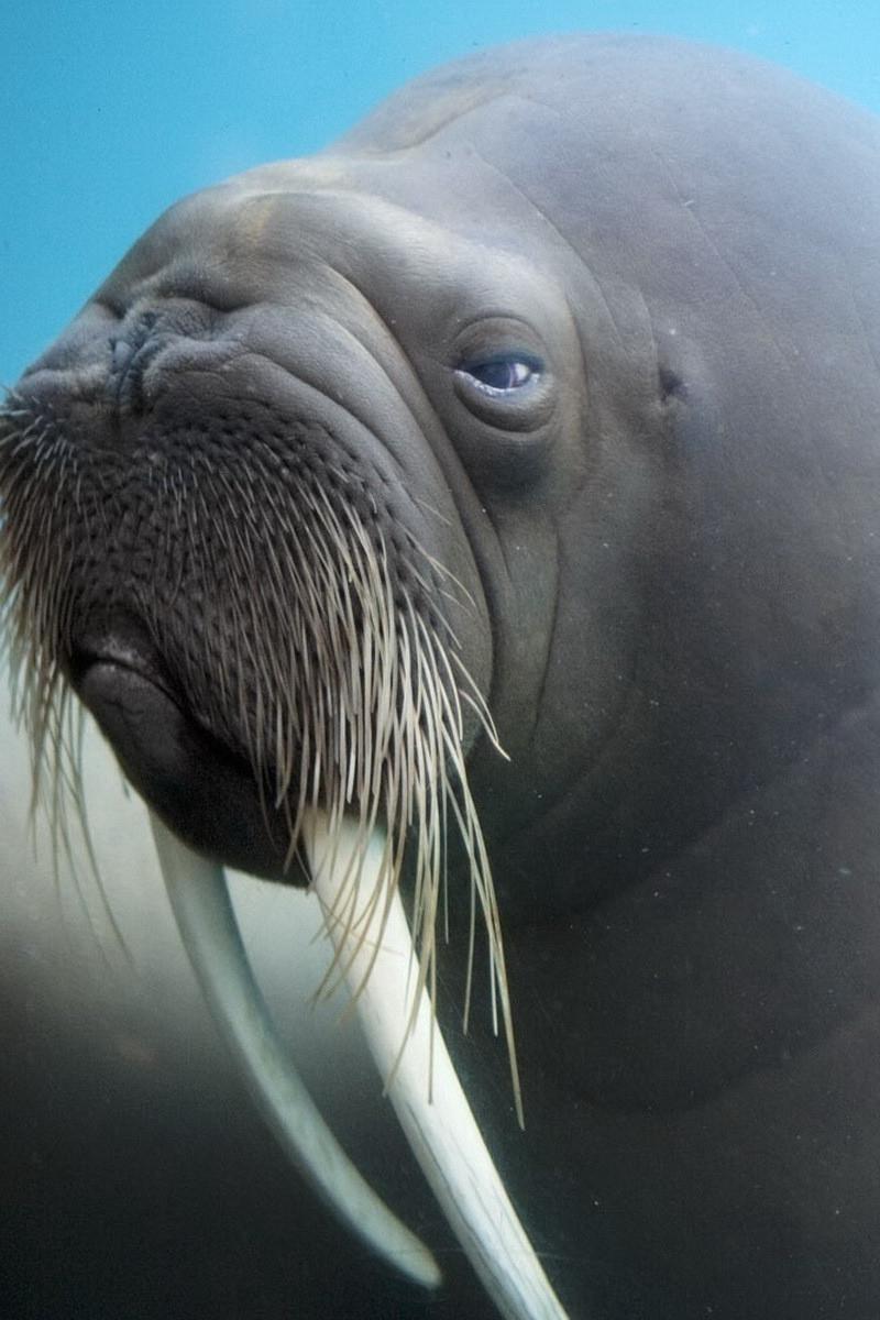 Download wallpapers walrus, tusks, face, blurring