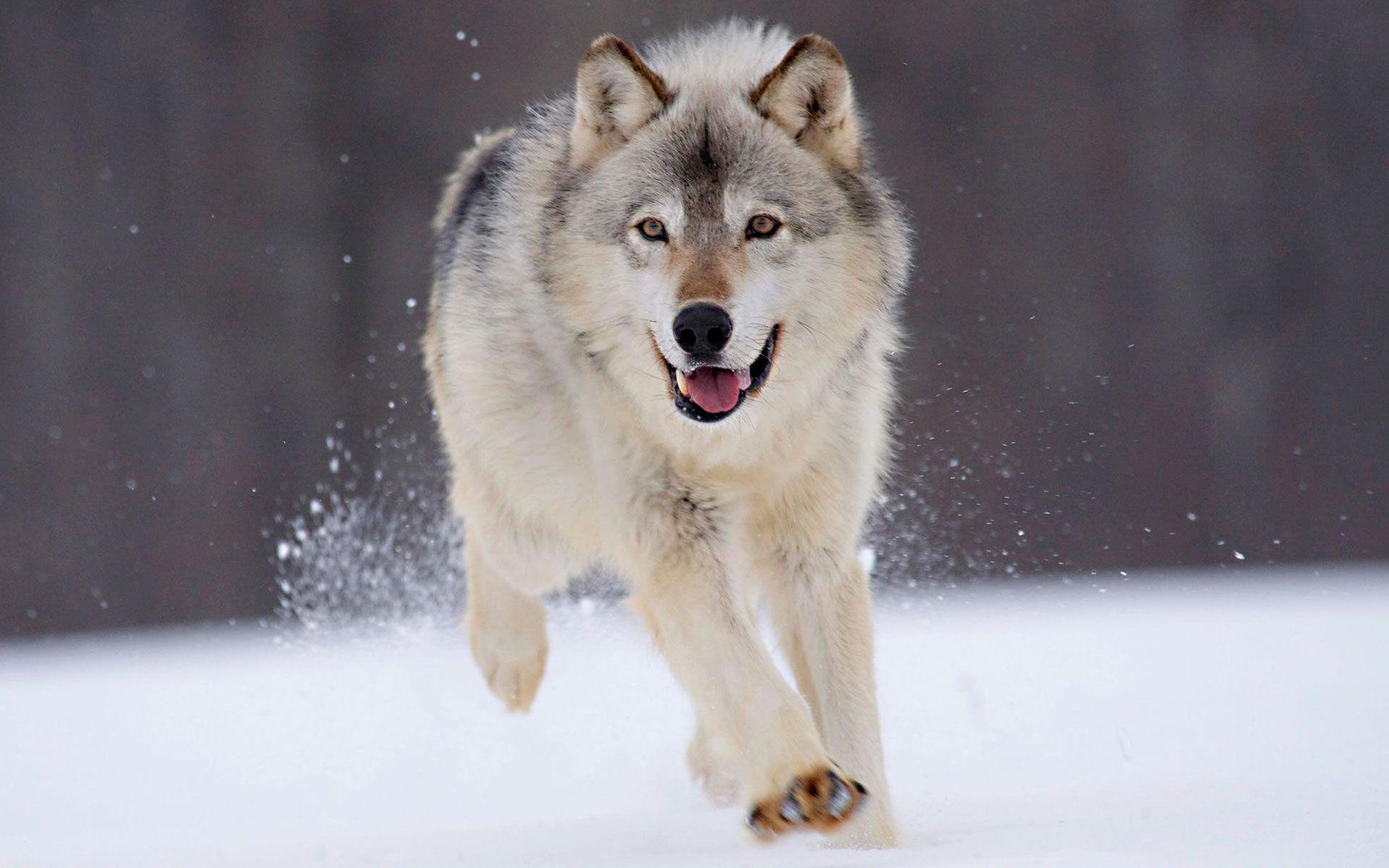 Wolf HD wallpapers