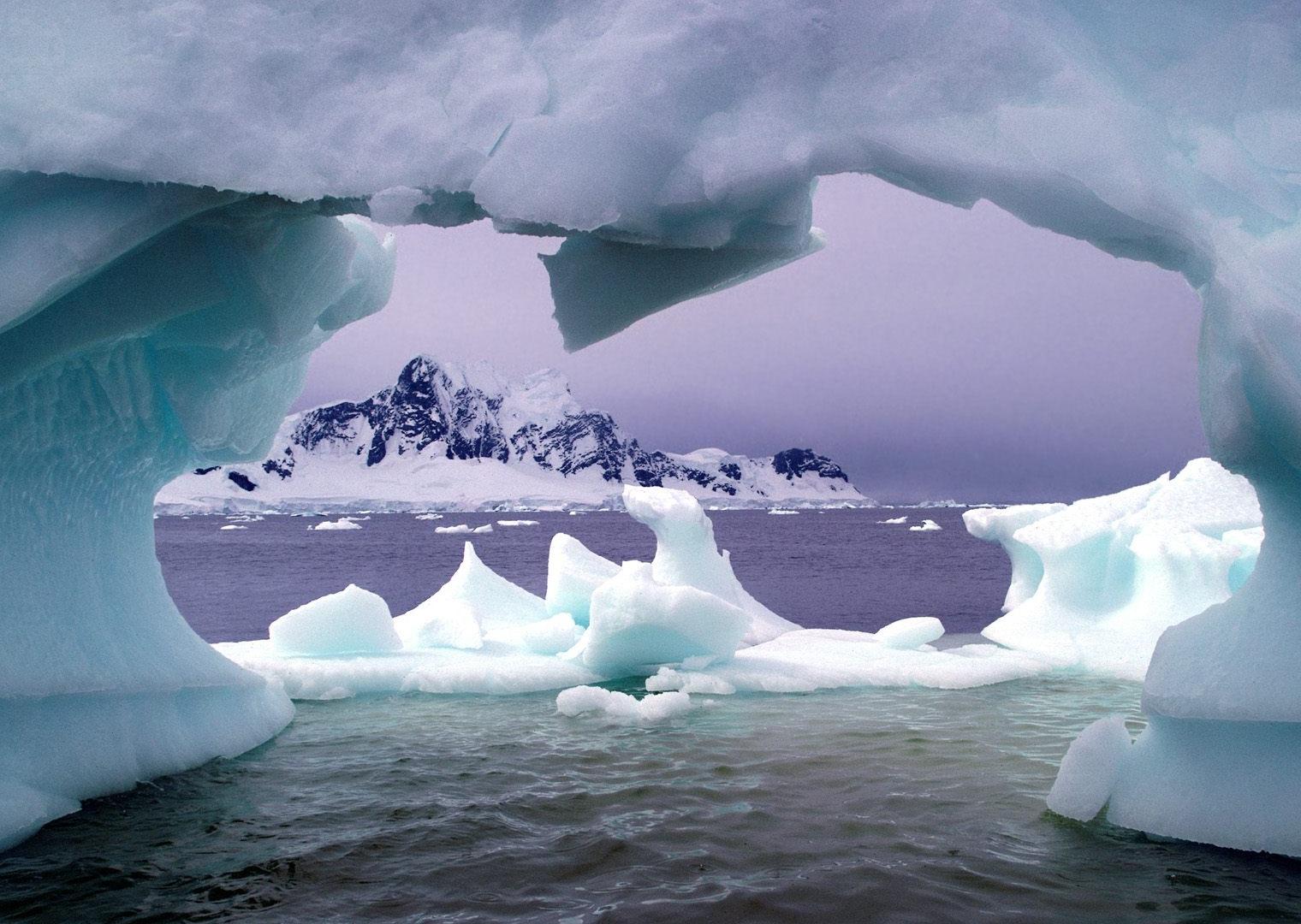 Displaying animals of antartica Pictures on Animal Picture Society