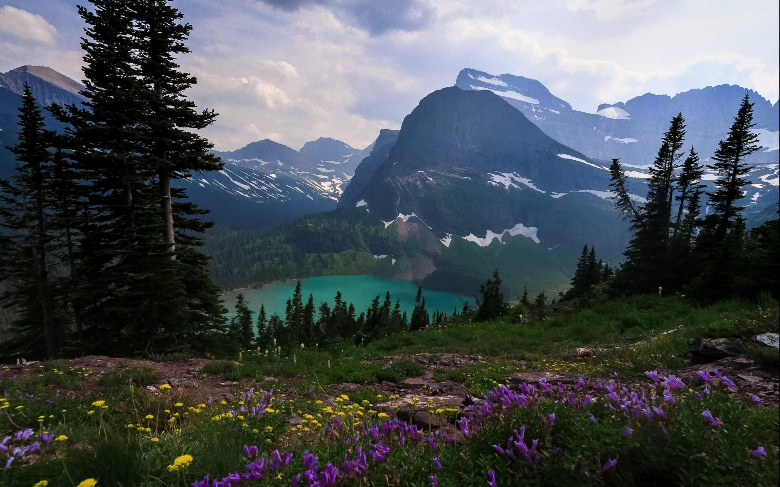 Glacier National Park Flowers Wallpapers