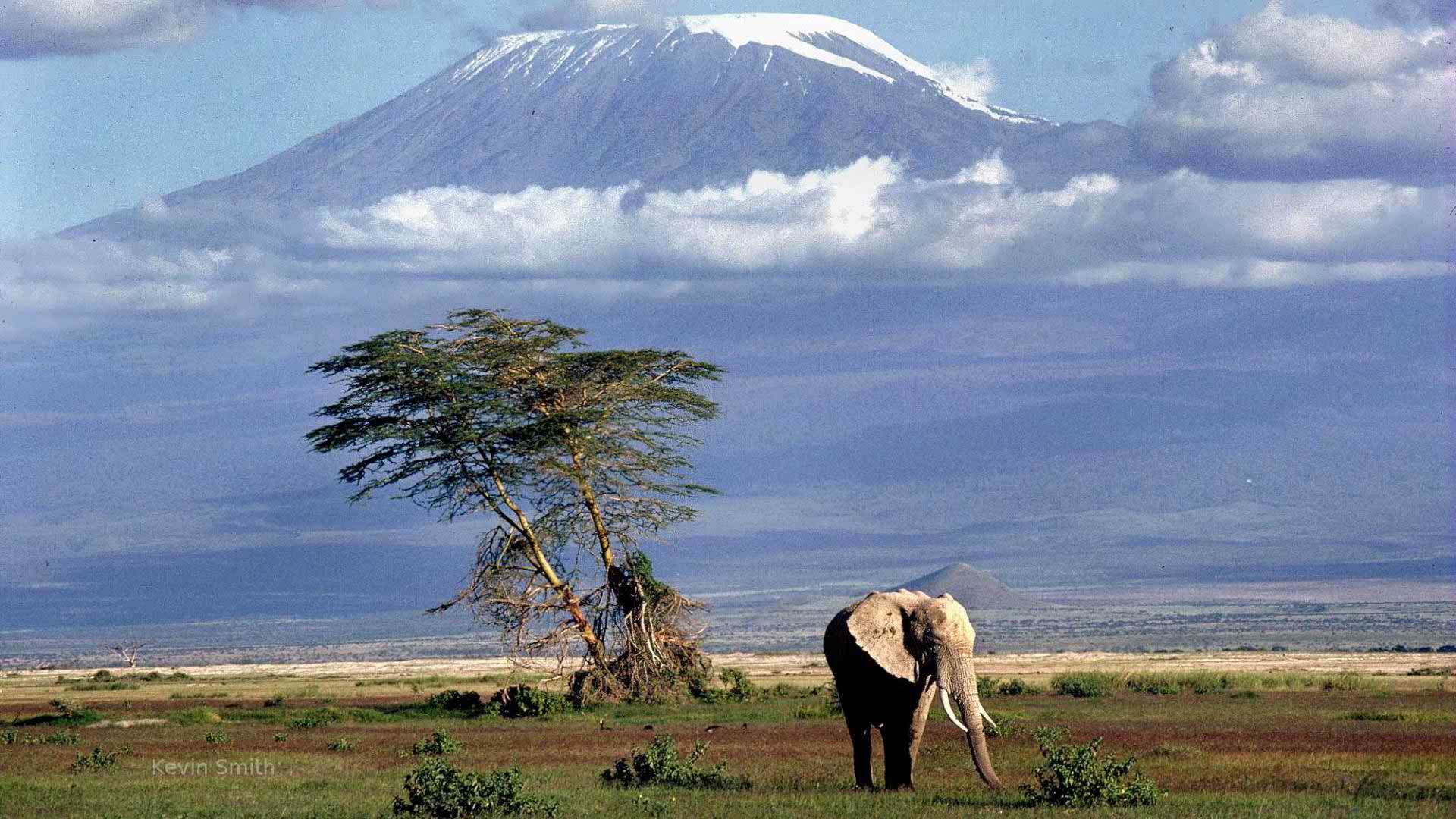 Mount Kilimanjaro and Elephants Wallpapers