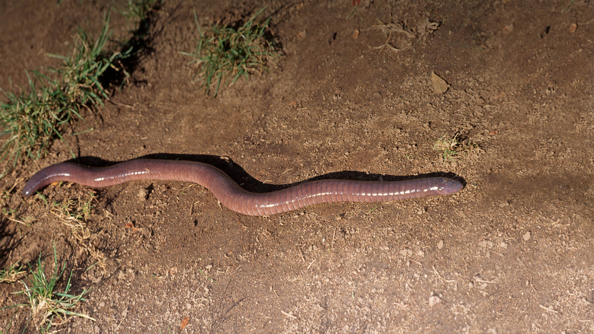 Caecilian