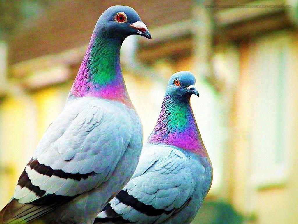 Beautiful Wallpapers for Desktop: pigeon wallpapers hd