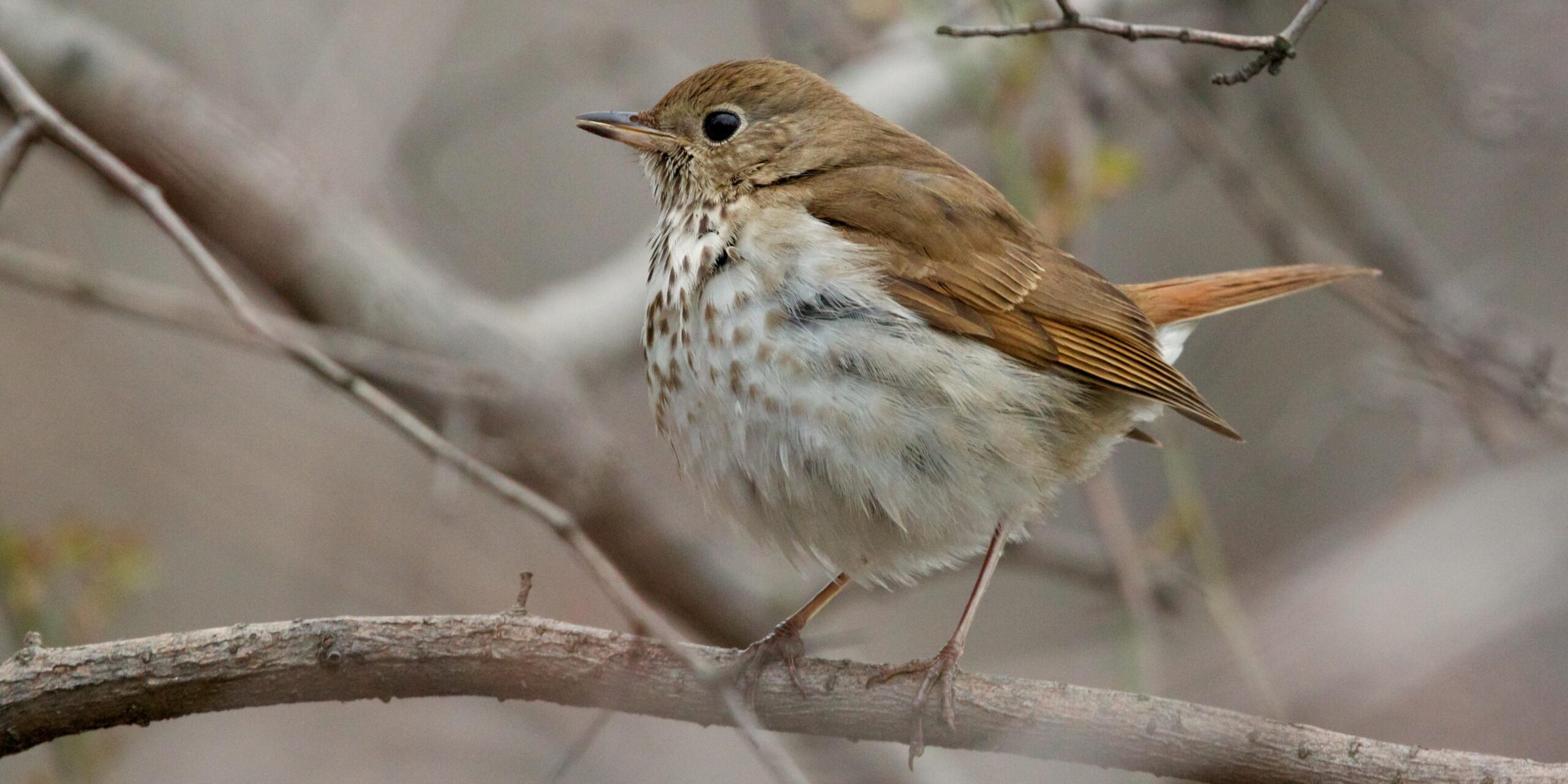 Hermit Thrush photos and wallpapers. Collection of the