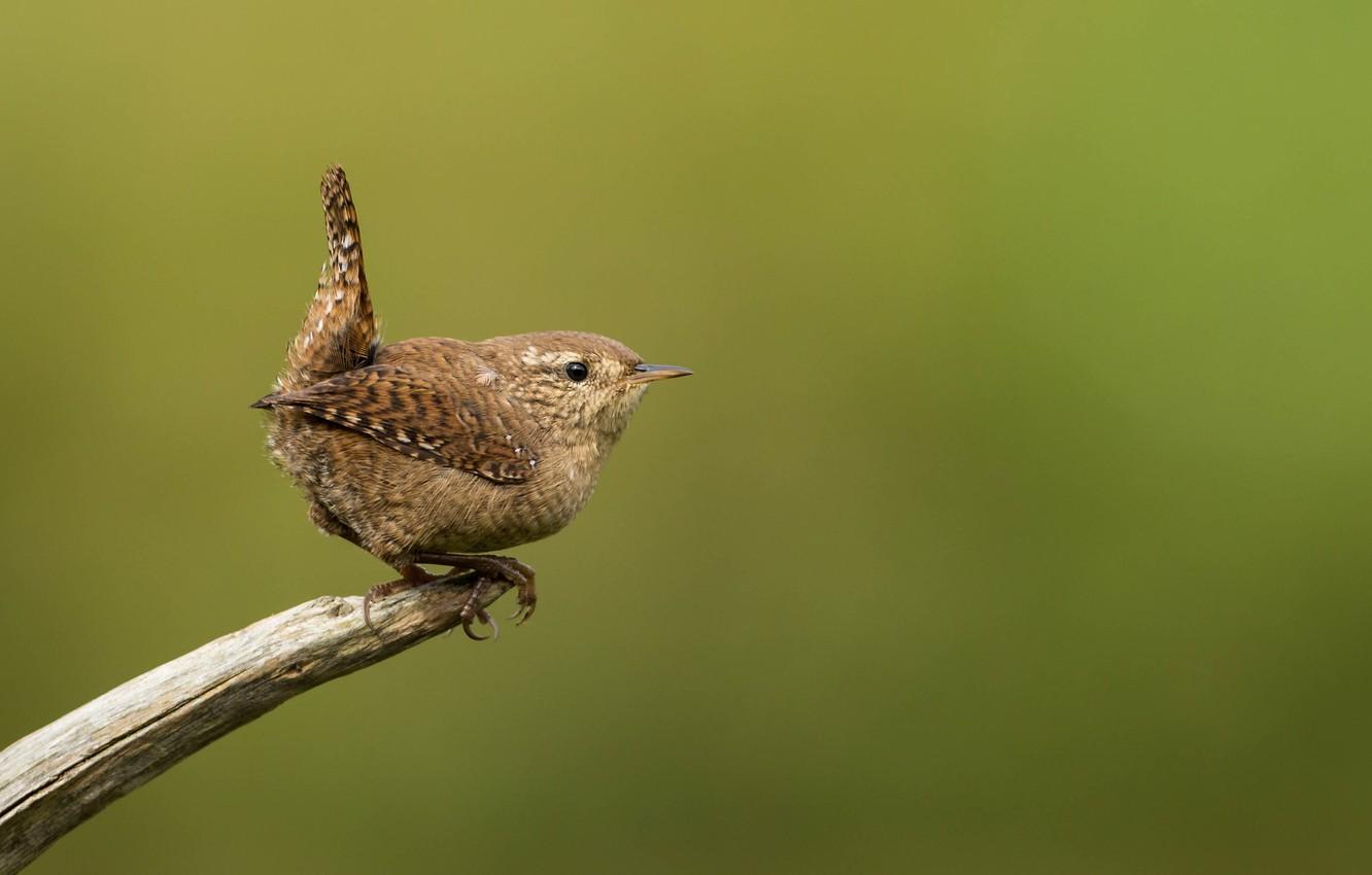 Wallpapers bird, branch, bird, Wren image for desktop