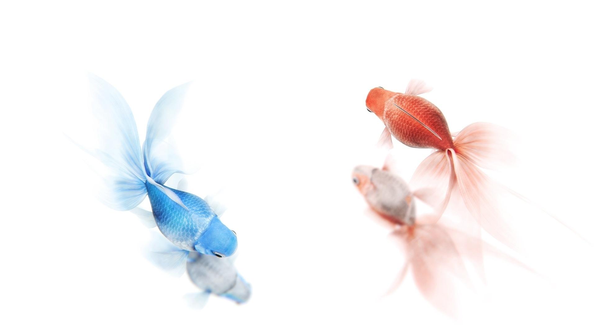 Goldfish HD Wallpapers