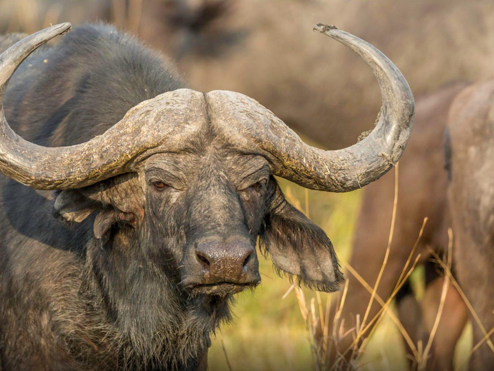 African Buffalo Wallpapers 10