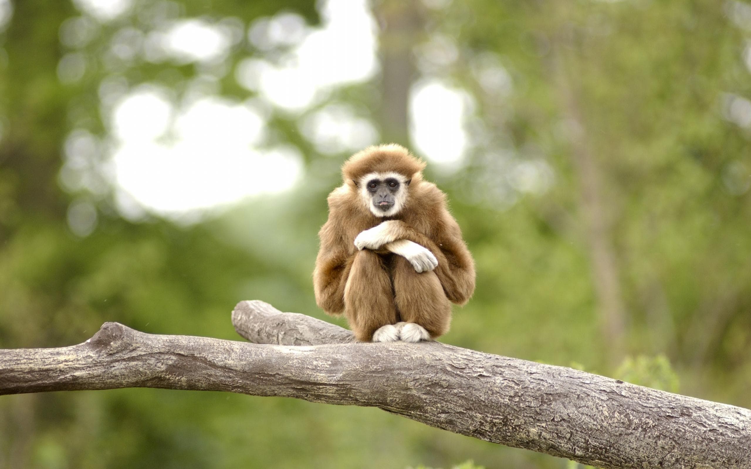 Gibbon HD Wallpapers