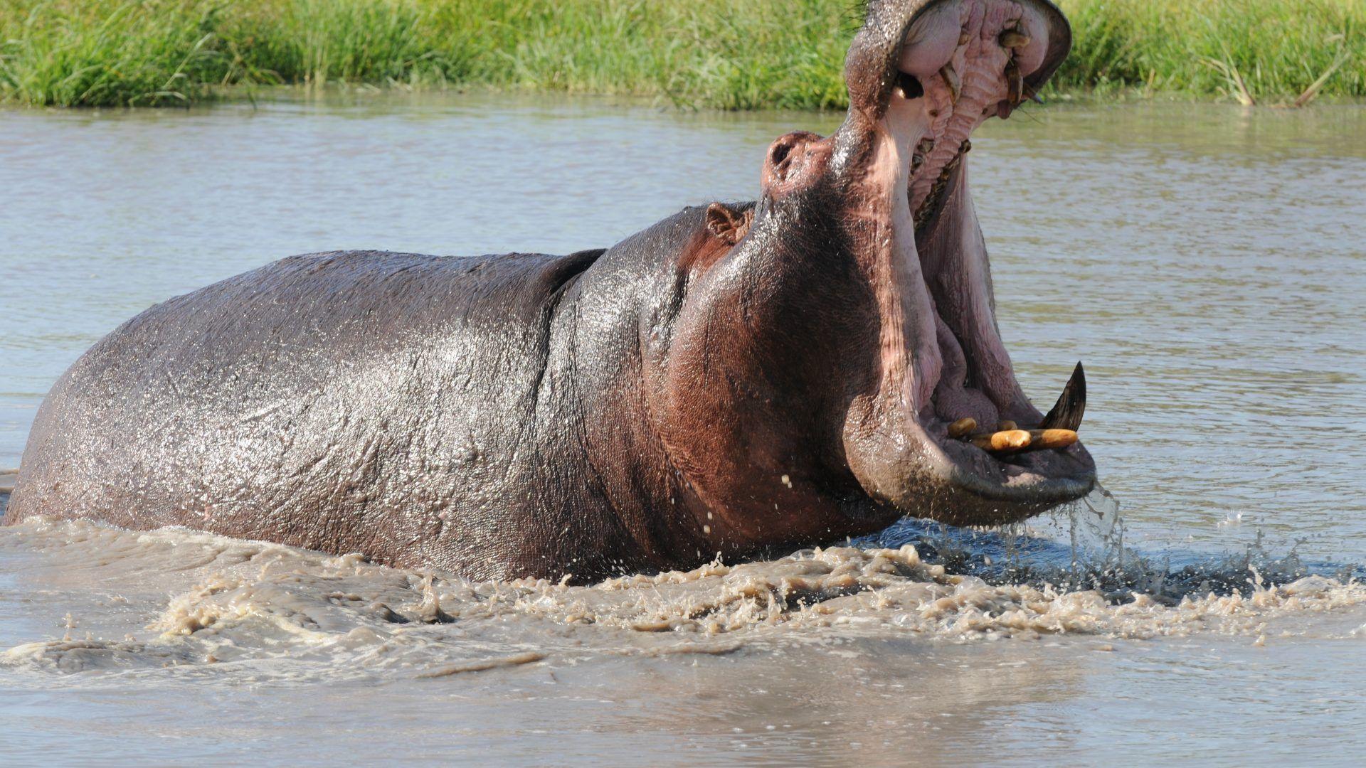 Hippopotamus Tag wallpapers: Hippopotamus Hippo Animal Wallpapers