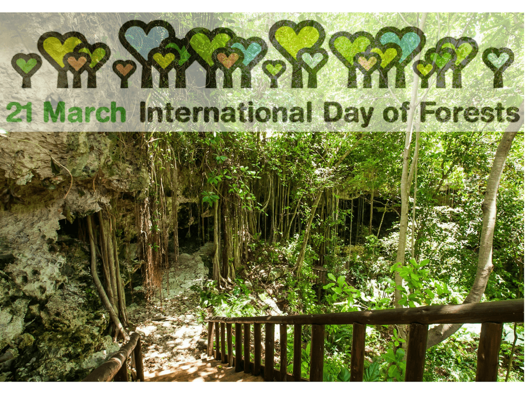 21 MARCH: INTERNATIONAL DAY OF FORESTS