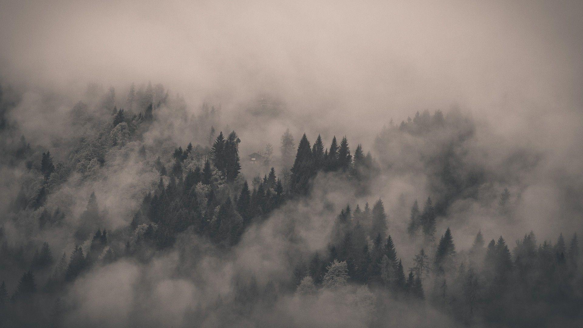 Fog Wallpapers