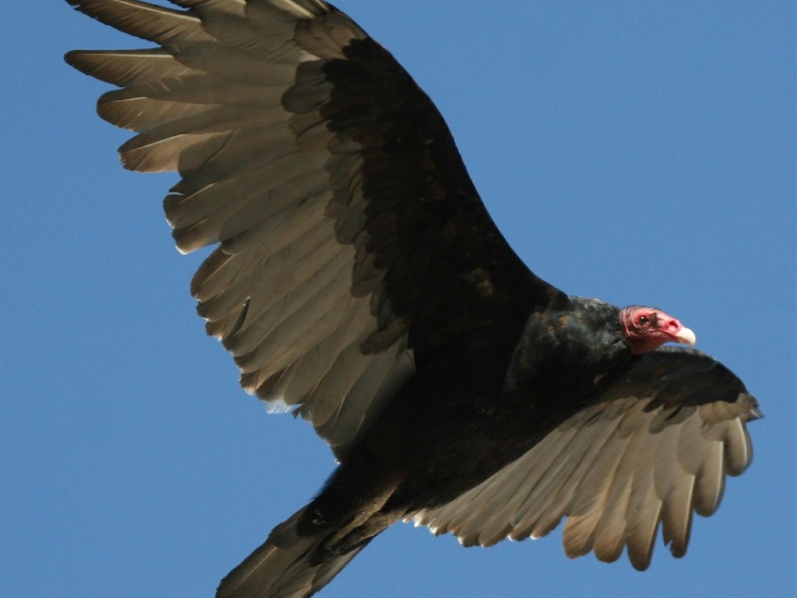 Vultures Chewing On Rubber Car Parts In Florida Everglades