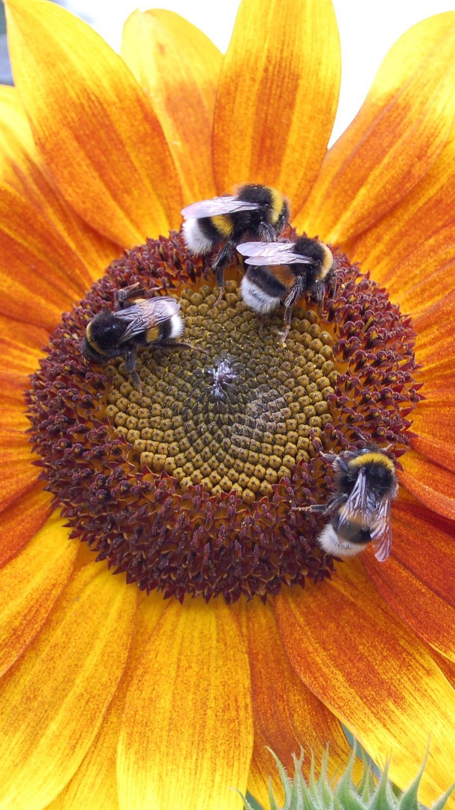 Download wallpapers sunflowers, bumblebees, flowers