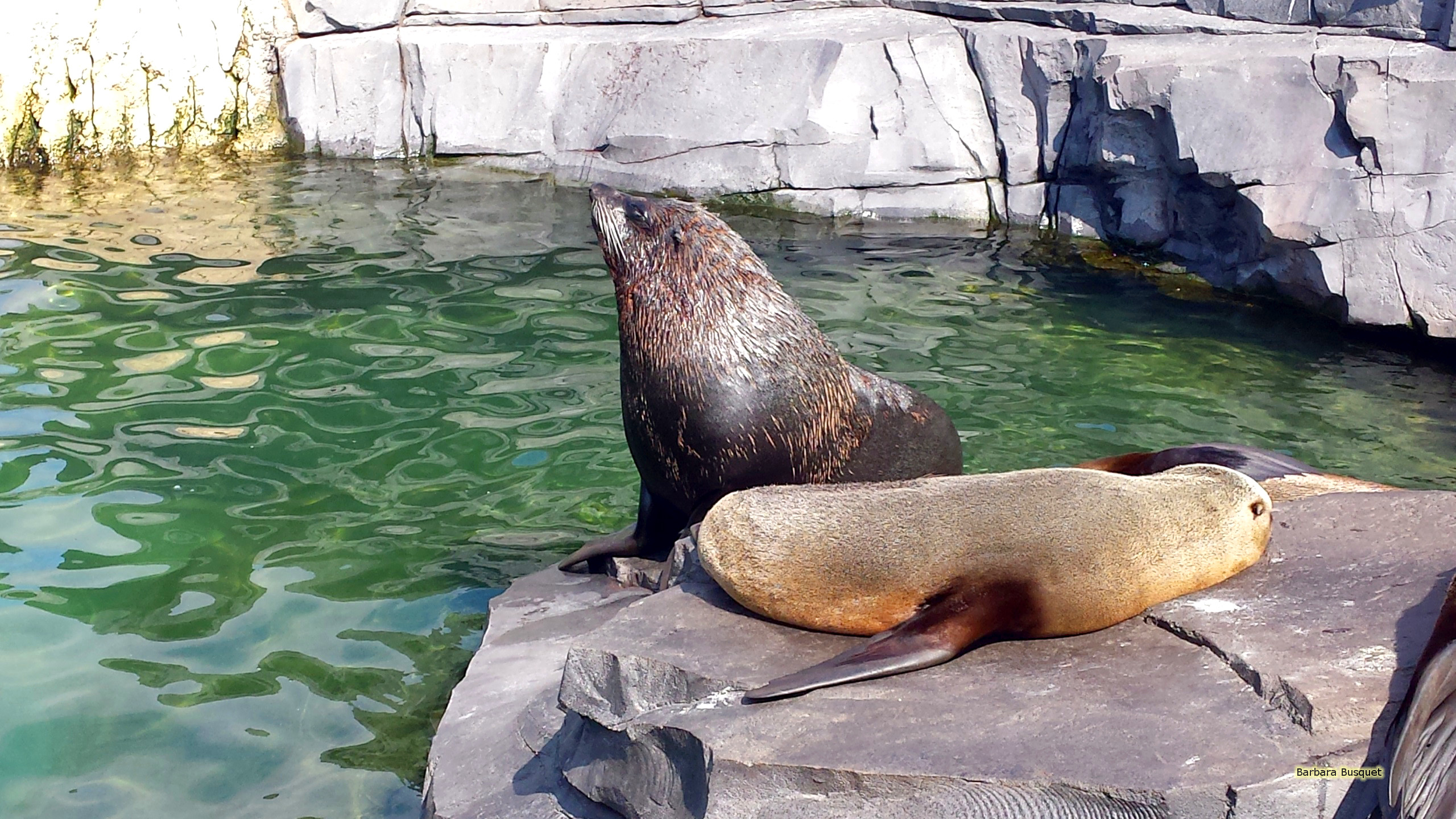 Sea lions on rock