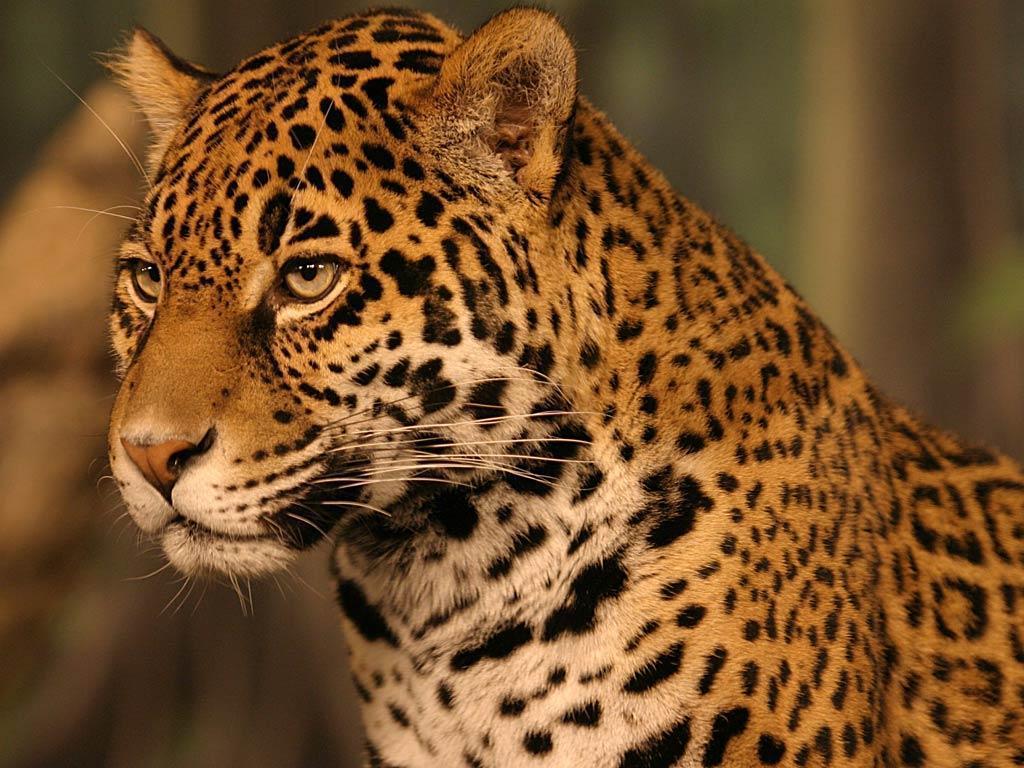 24 Jaguar Wallpapers Download