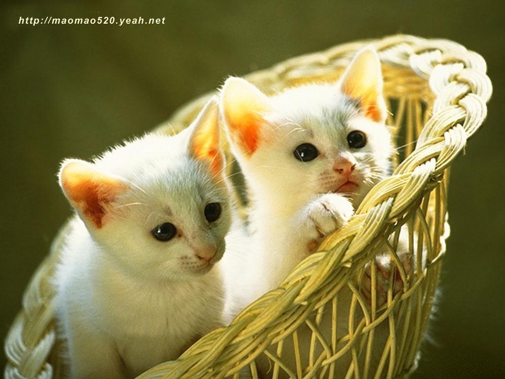 Cute Kittens Wallpapers 24380 HD Wallpapers