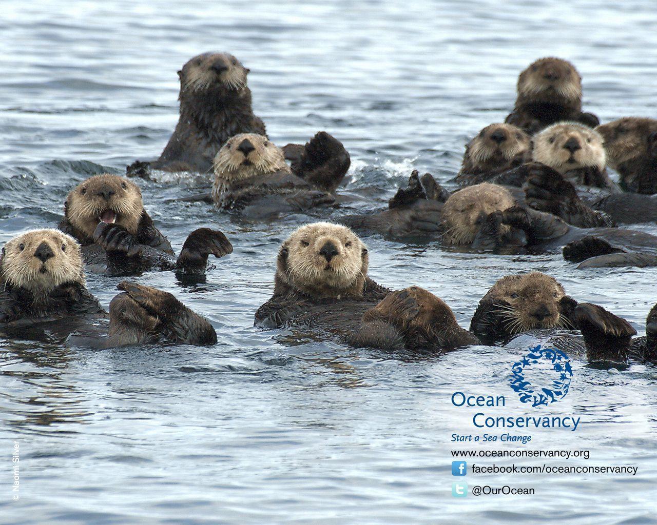 Sea Otter wallpapers