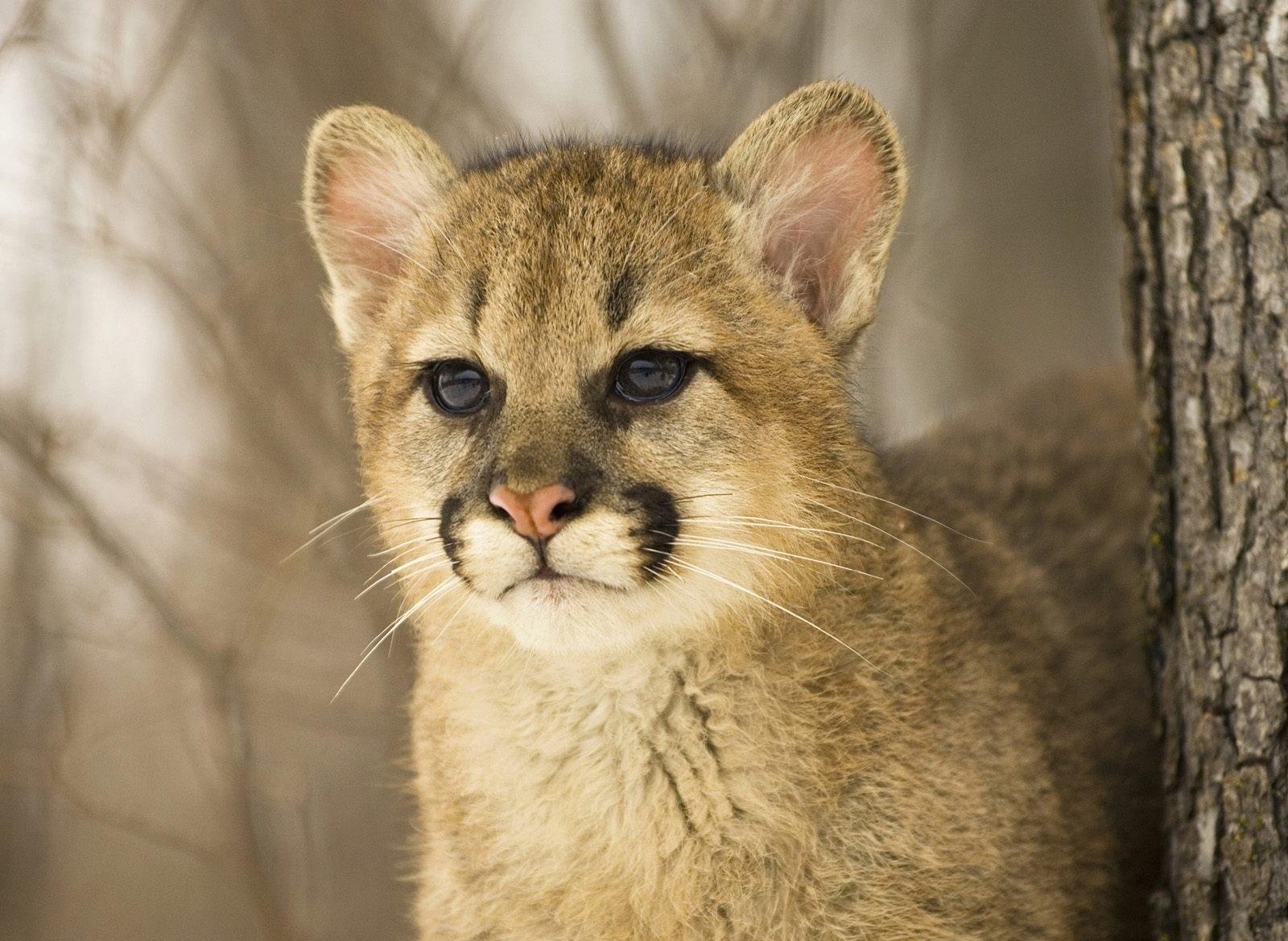 Wallpapers Pumas Big cats animal