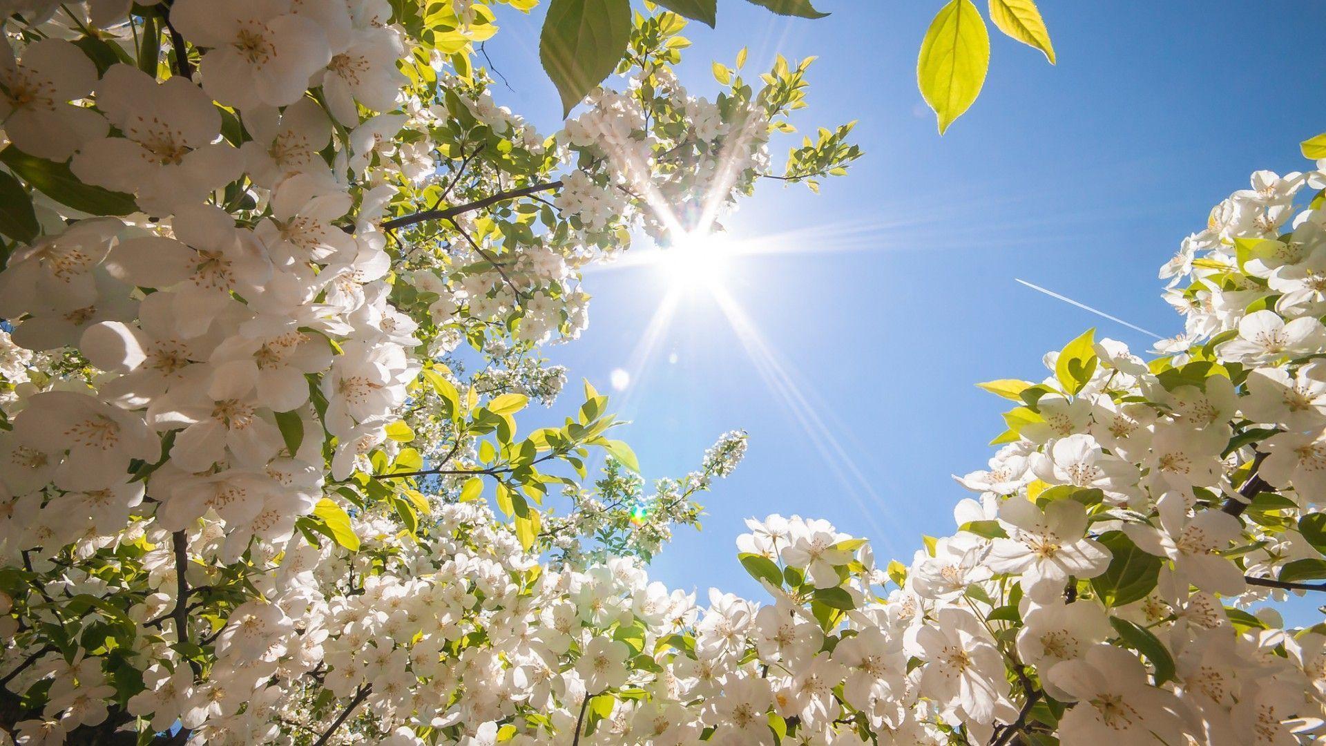 Spring Wallpapers 2014