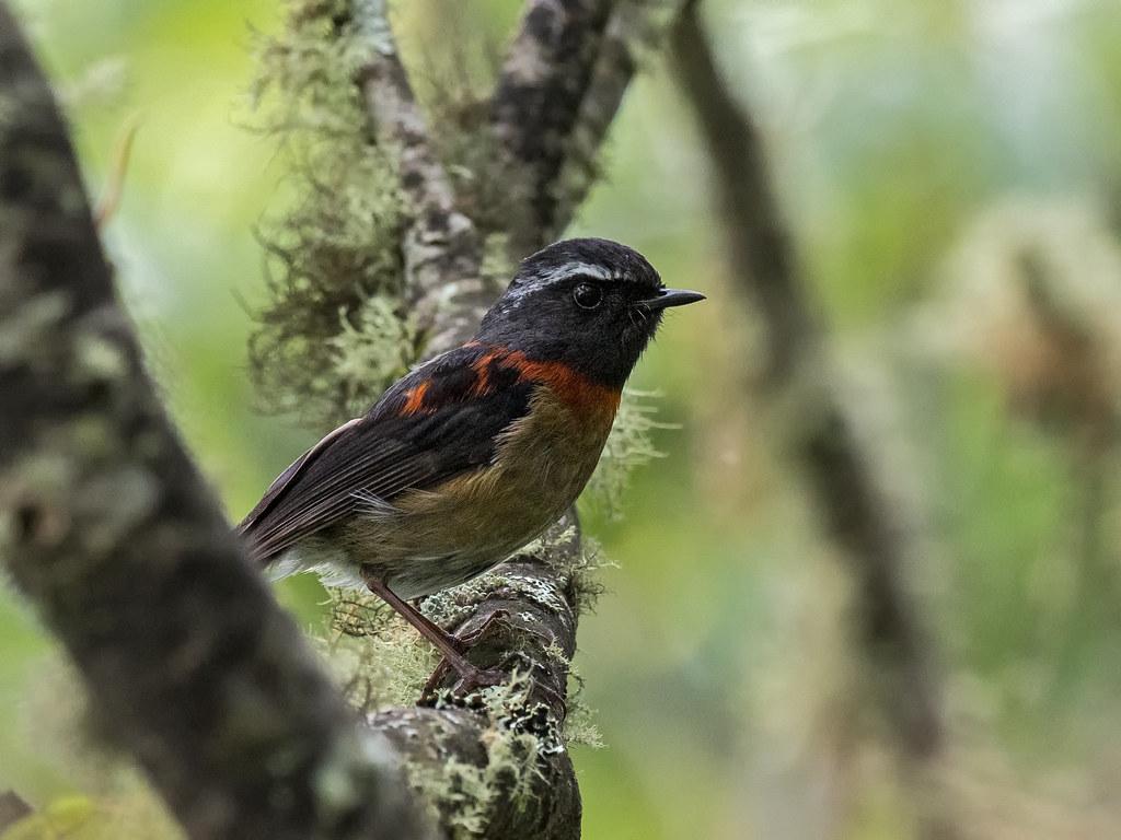 The World’s Best Photos of nature and tropicalbirding