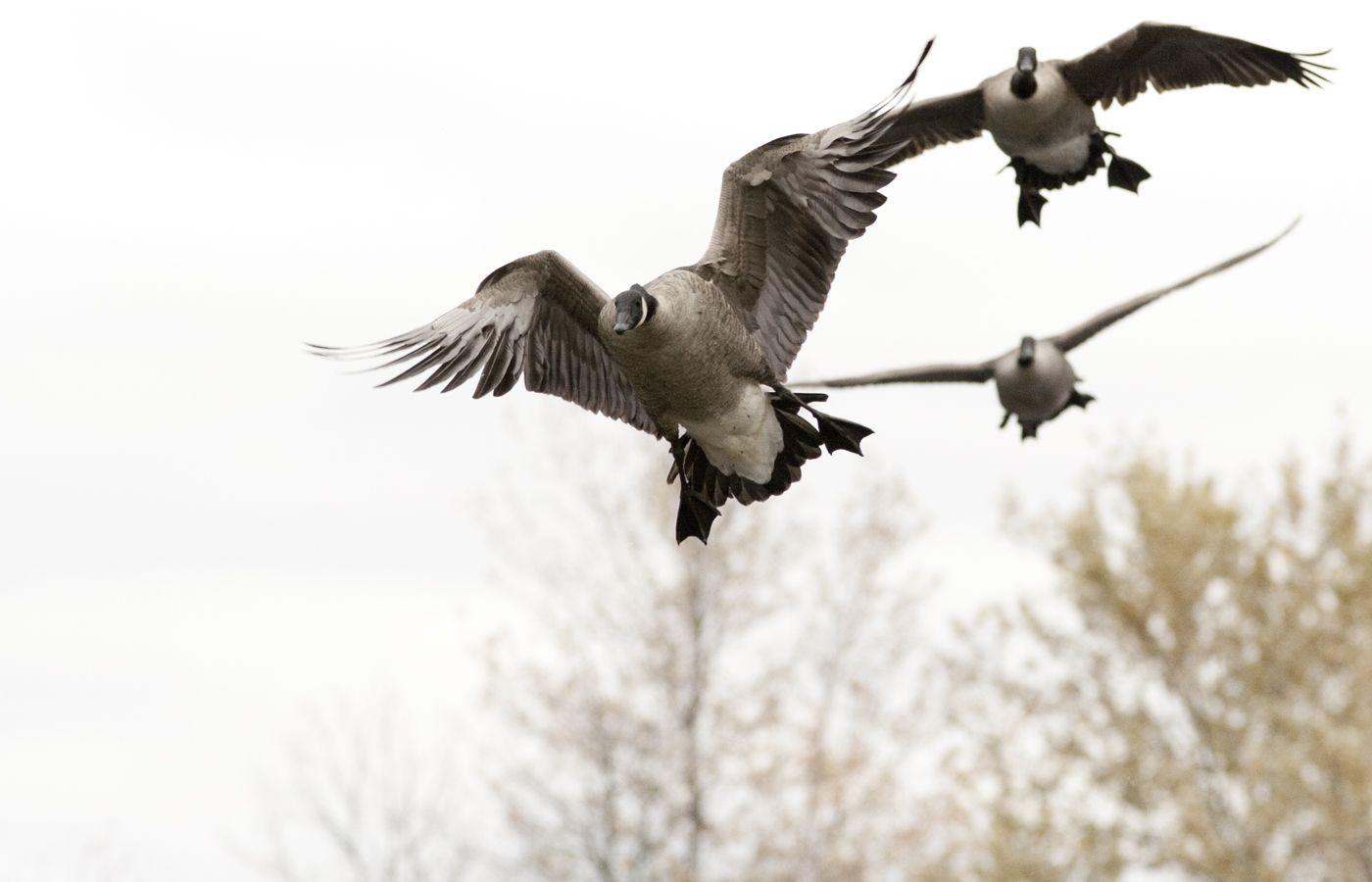 waterfowl hunting desktop wallpapers