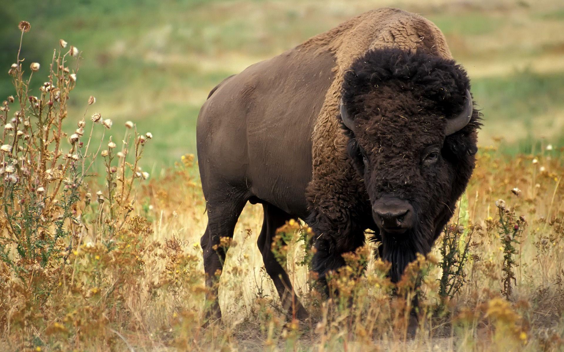 American Bison Wallpapers