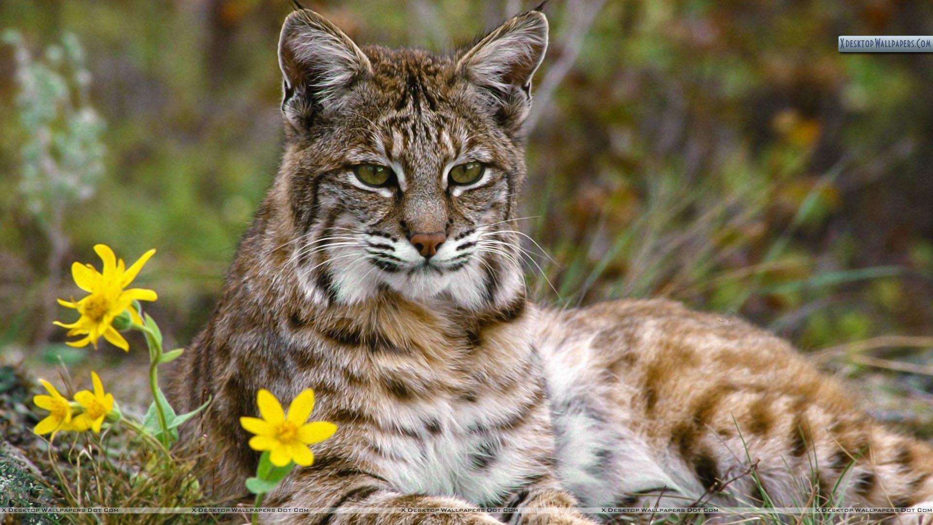 Bobcat Wallpapers, 40 Bobcat HD Wallpapers/Backgrounds, GuoGuiyan