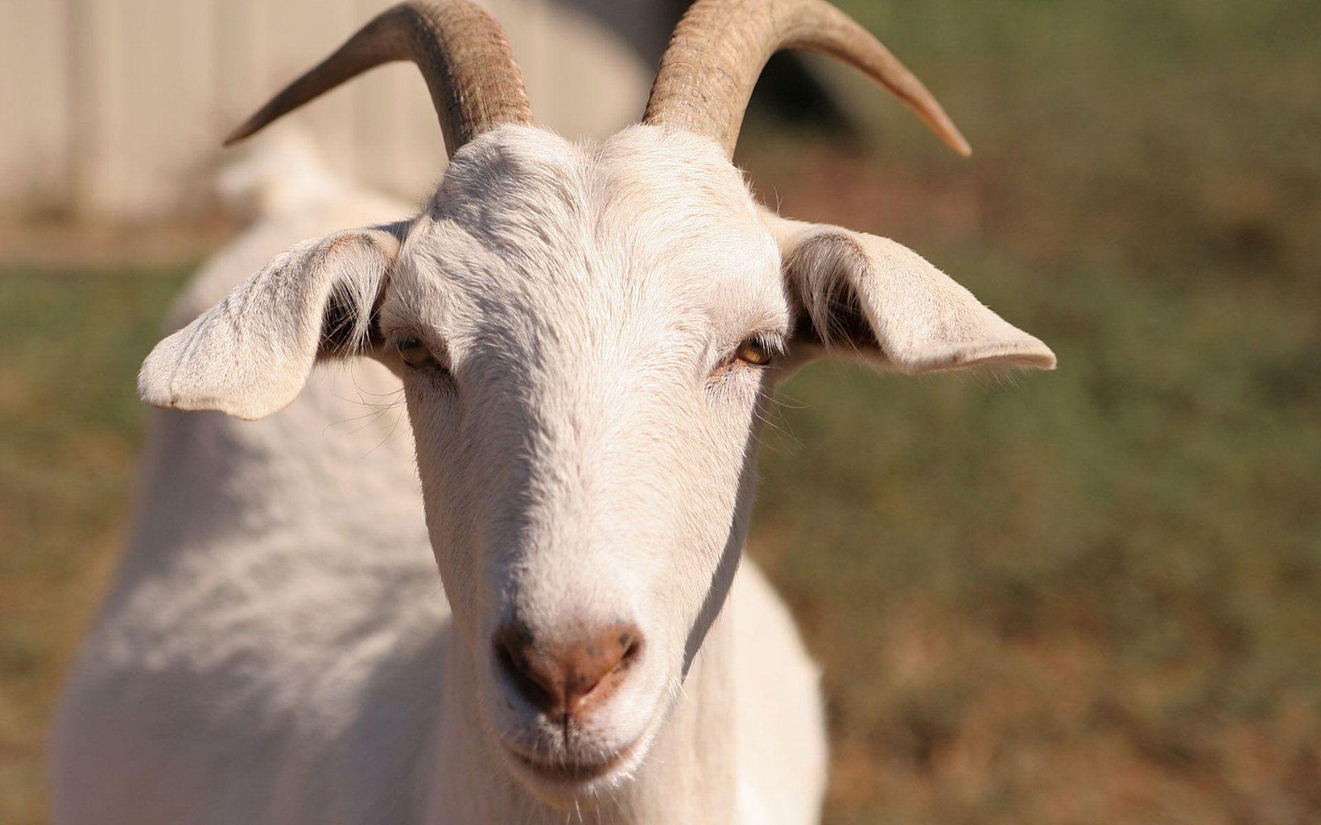 Goats HD wallpapers