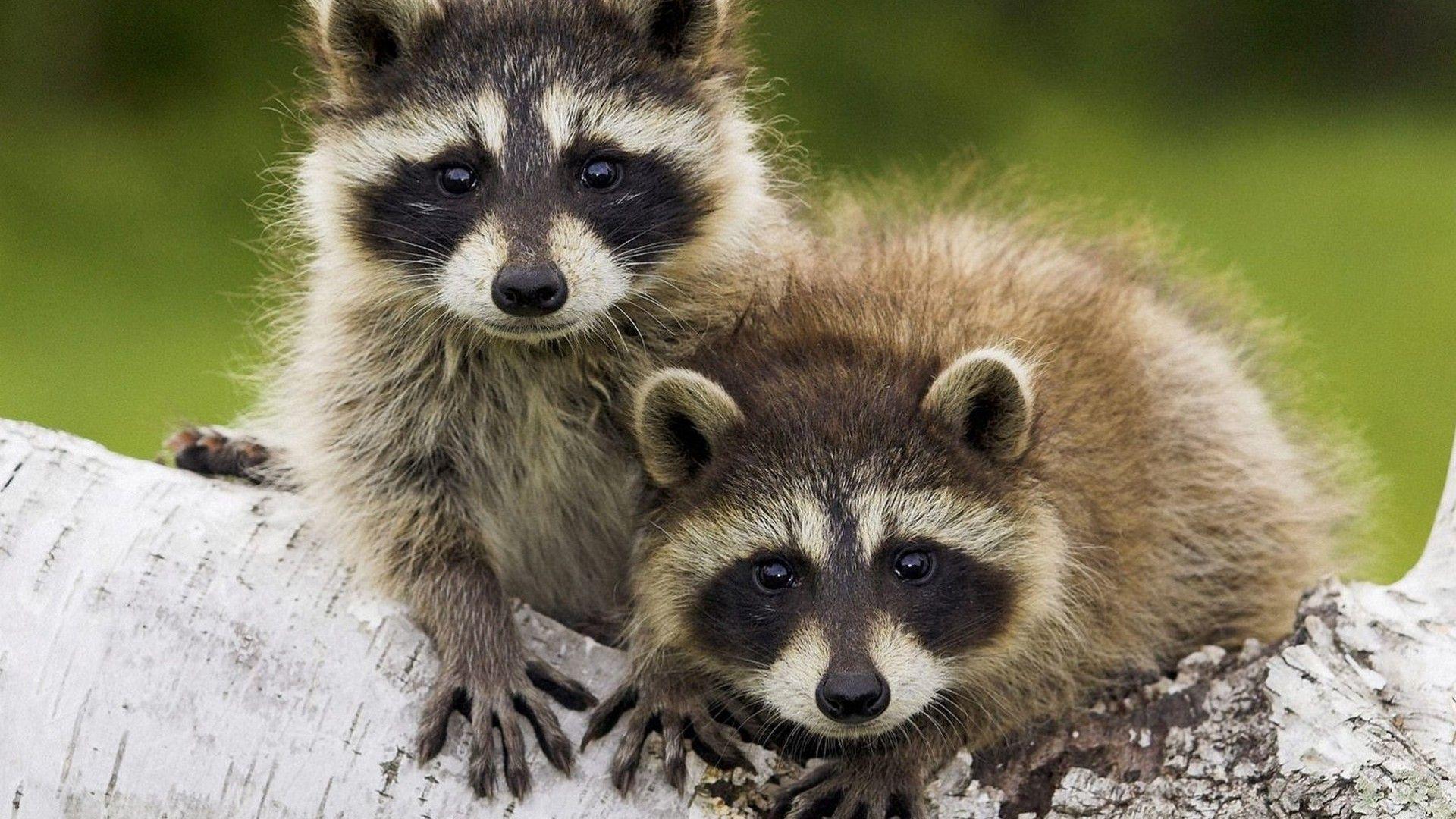 Animals Raccoons Wallpapers