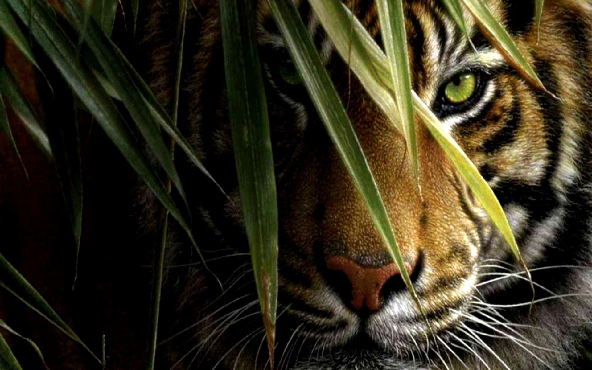 Tiger wallpapers 158354