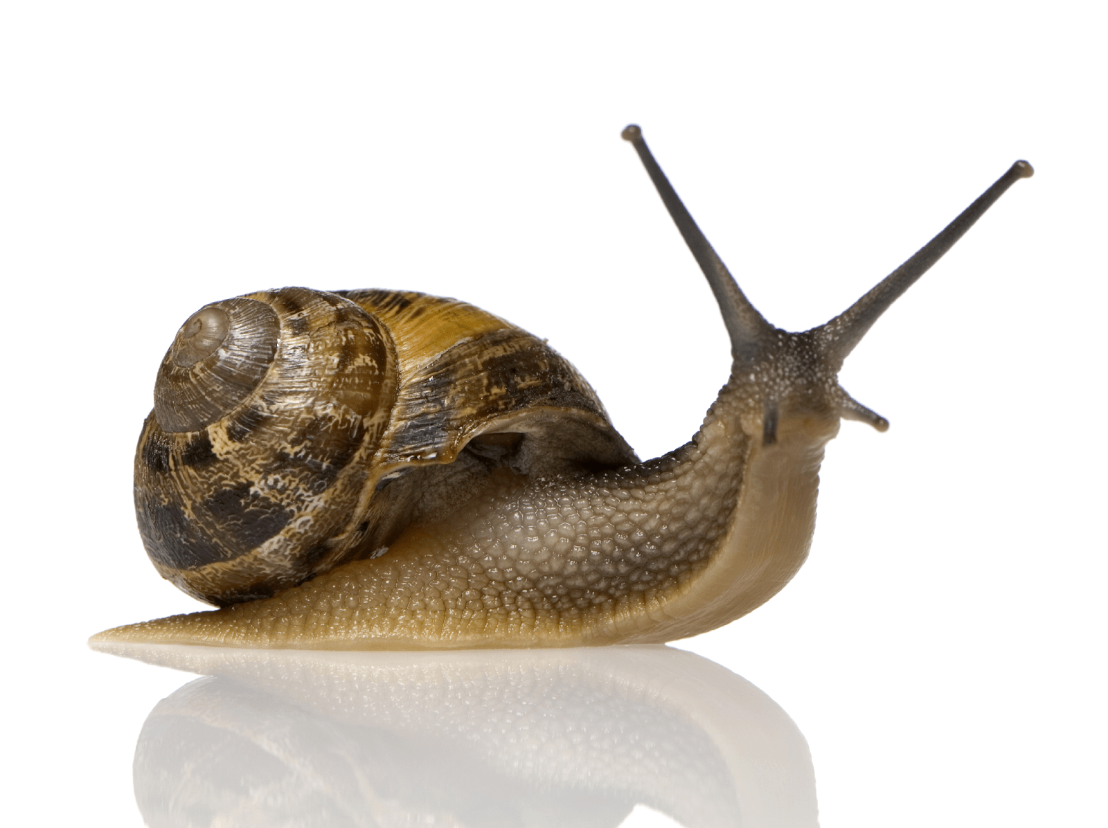 Best 38+ Snail Backgrounds on HipWallpapers