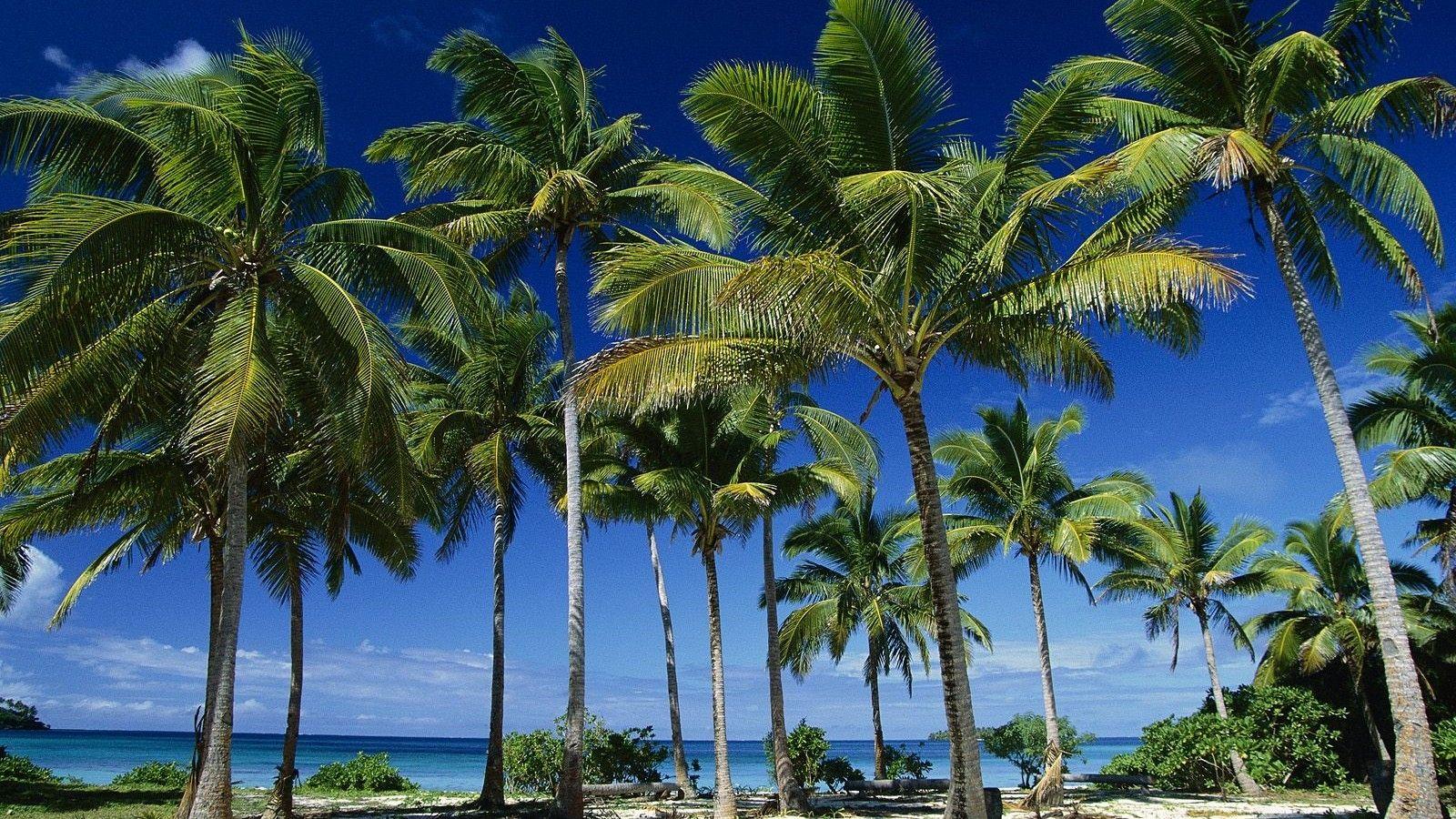 Tonga Tag wallpapers: Tonga Coconut Summer Taunga Palms Island