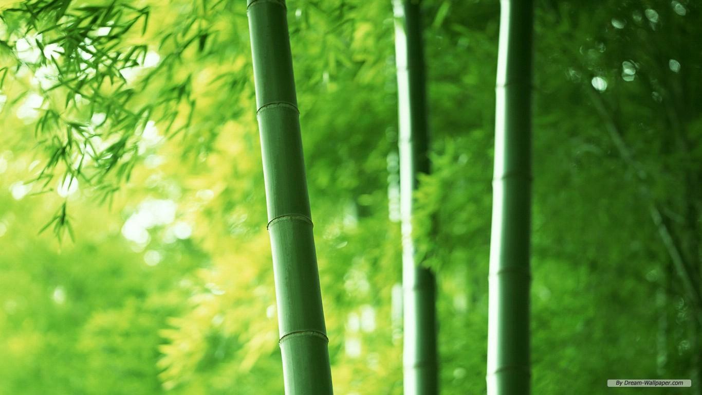 bamboo forest wallpapers Group with 54 items