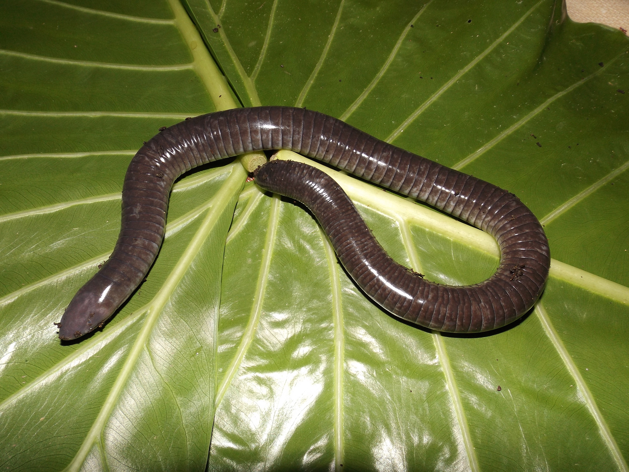 Caecilians