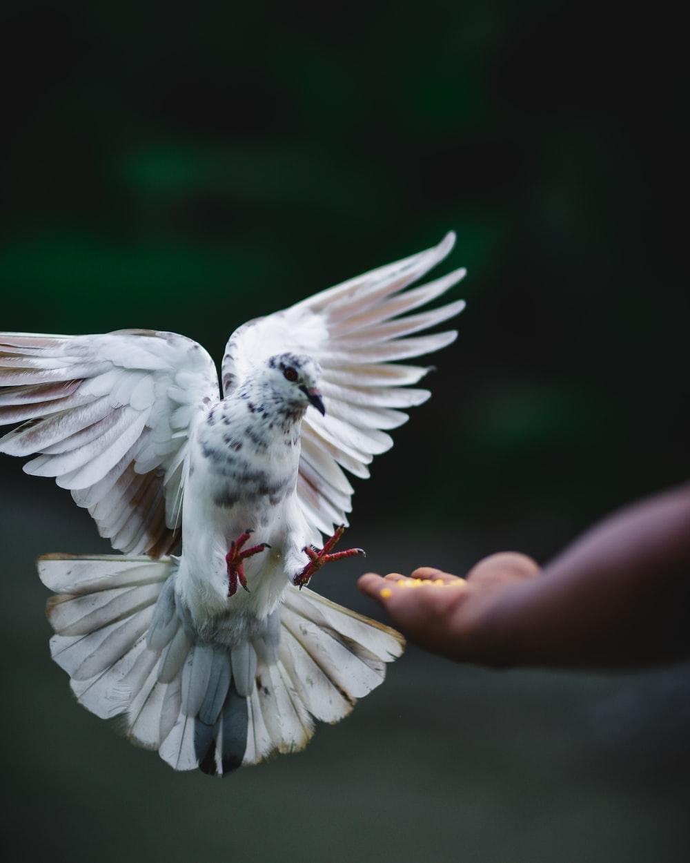 rock dove flying beside hand photo – Free Bird Image