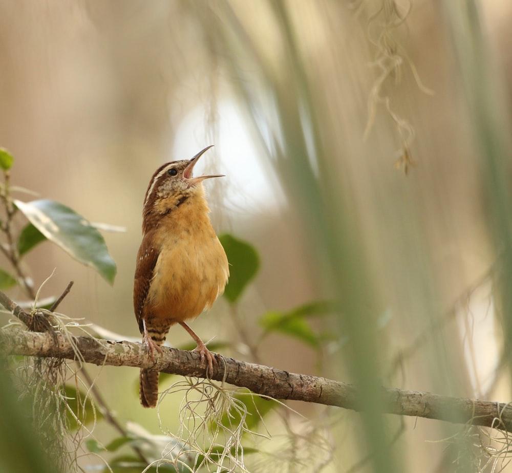 Carolina Wren Pictures