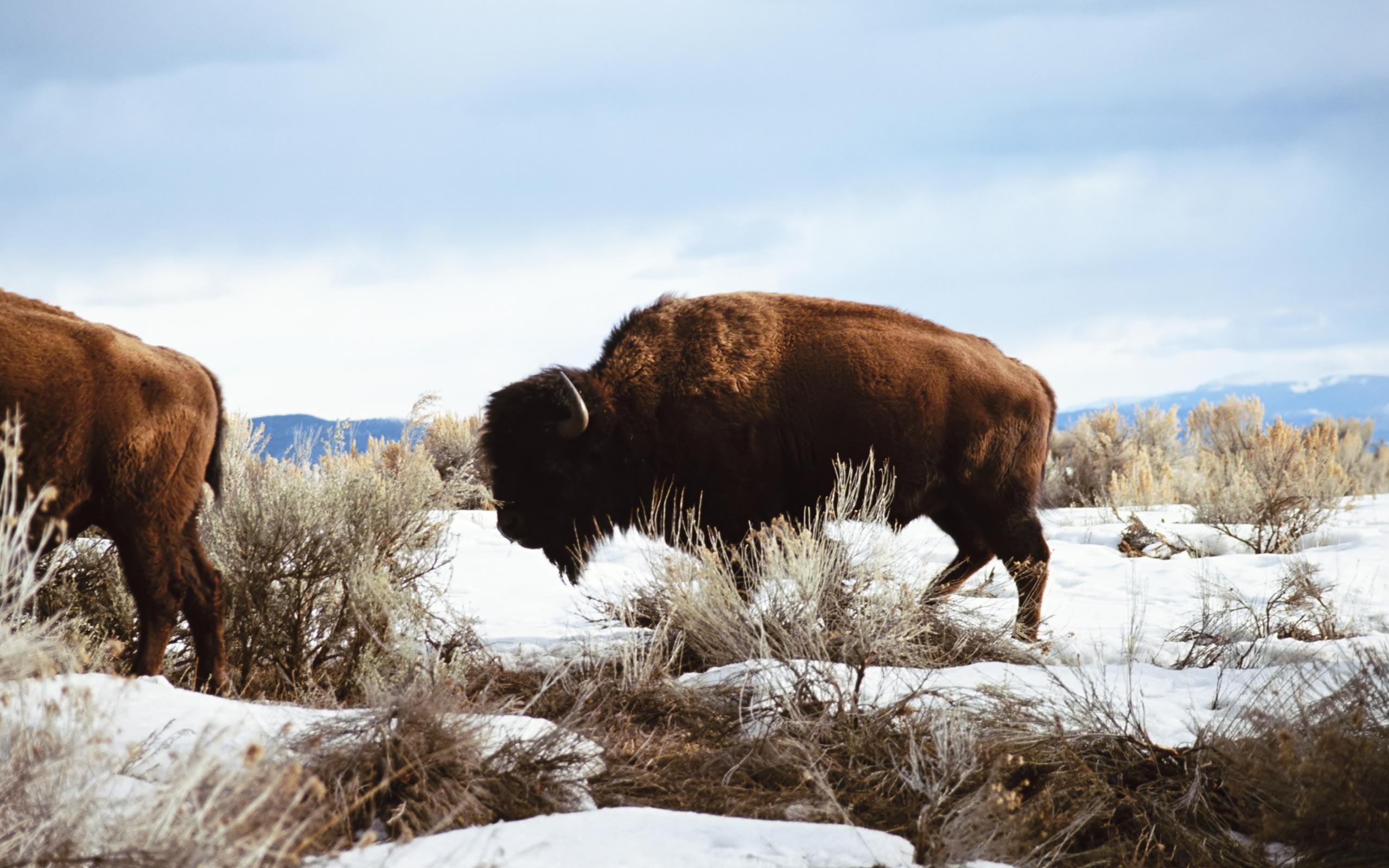 American Bison Wallpapers