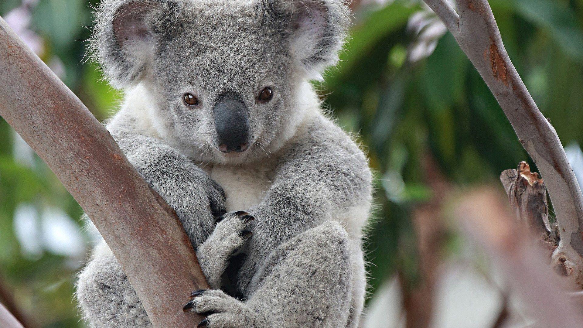 86 Koala HD Wallpapers