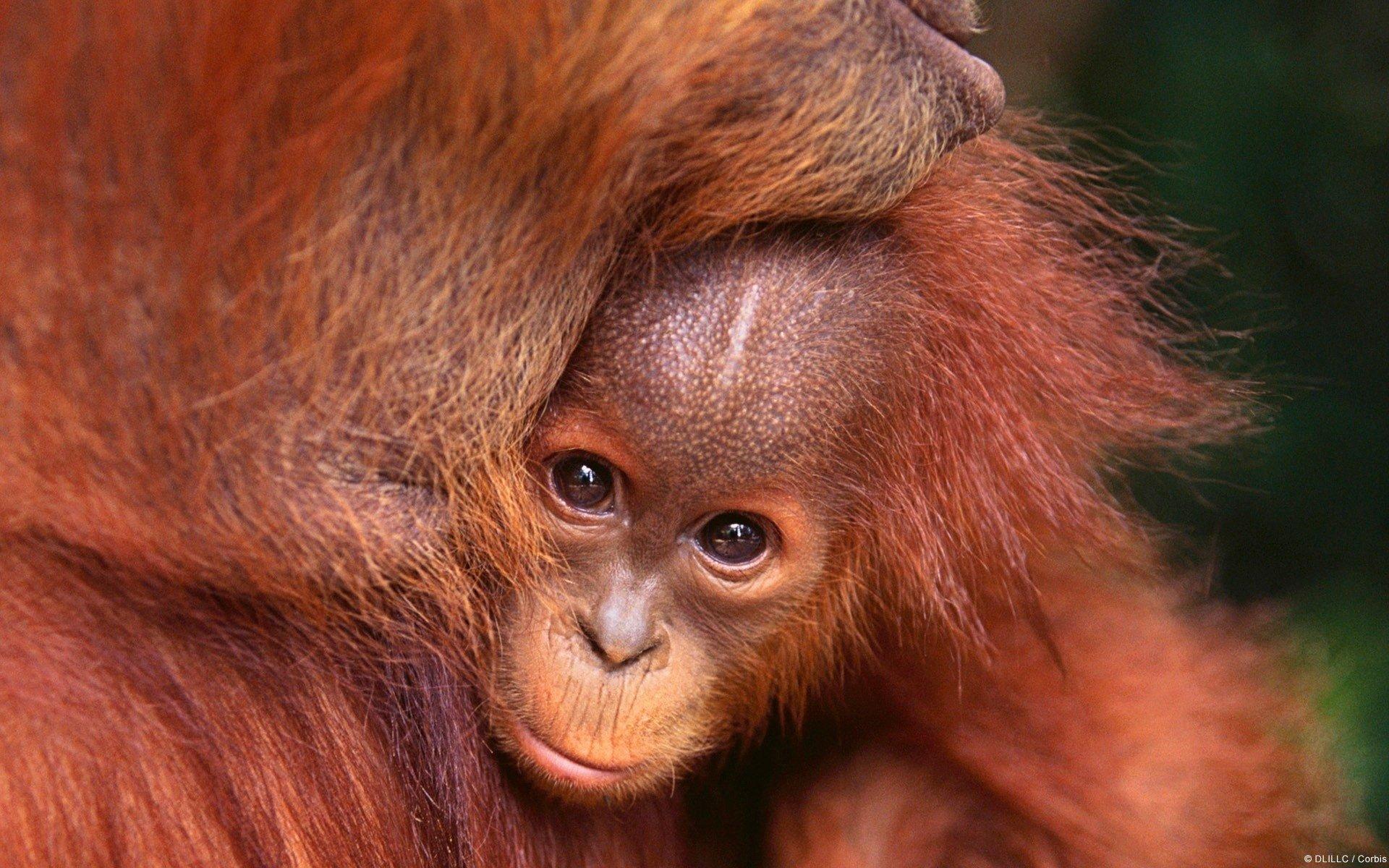 Orangutan HD Wallpapers