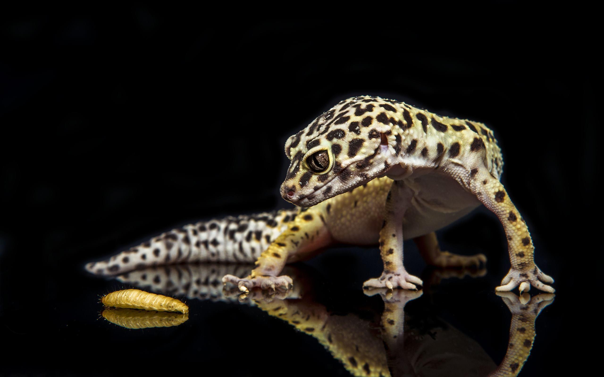 Gecko Wallpapers