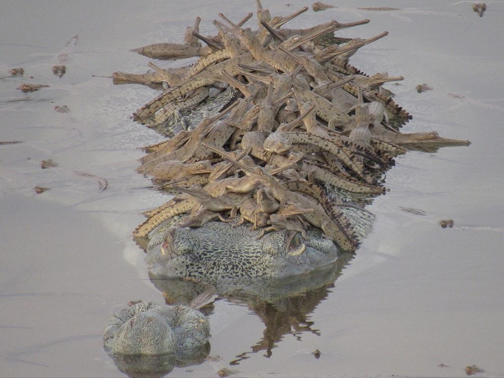 Papa Gharial croc with his hatchlings! : aww