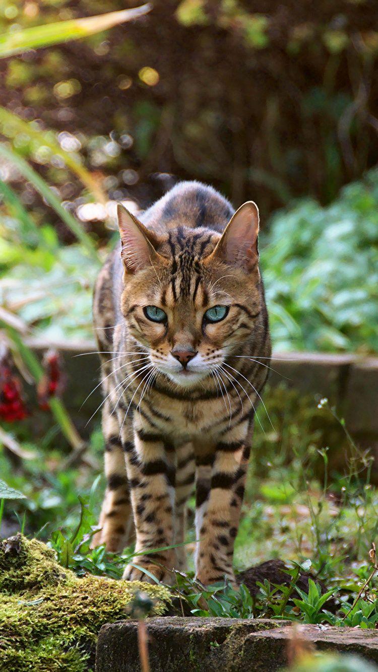 Pictures Bengal cat Cats Animals